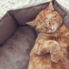 canned cat food cutter